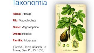 Moraceae [upl. by Ihdin]