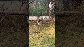 Absolute MN stud taunting us during the shotgun season deer deerhuntung outdoors shotgun fun [upl. by Airb]