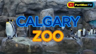 Calgary Zoo [upl. by Olifoet]