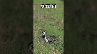 댕기물떼새 도착 Northern Lapwing birds birdwatching [upl. by Ariay]