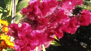 CRESTA DE GALLO Celosia argentea var cristata [upl. by Lietman]