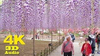 Ashikaga Flower Park あしかがフラワーパーク Wisteria Festival 2018 4K [upl. by Publius366]