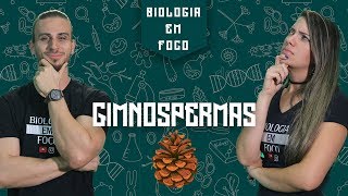 Botânica para o Enem  Gimnosperma  Reino Plantae [upl. by Lepp576]