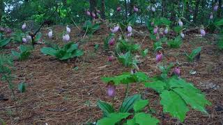 Lady Slippers In Maine [upl. by Airahs]