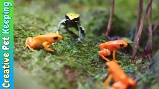 Amazing Tiny Frogs 🐸  Shedd Aquarium Amphibians Exhibit [upl. by Dave237]