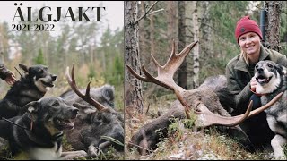 Älgjakten 20212022  Moose Hunting Sweden [upl. by Adnam]