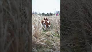 Brittany spaniel pheasant hunting  Backing and Honoring birds hunting [upl. by Lynnette802]