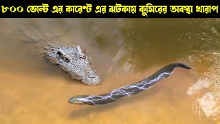 Electric eel Killed a Crocodile  Electric EEL vs Crocodile  eel vs snake [upl. by Kaleb]