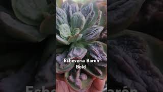 Echeveria baronbold es una suculenta caranculosa suculentas suculentasconamor [upl. by Nylekoorb]