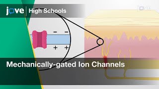 Mechanicallygated Ion Channels  Cell Bio  Video Textbooks  Preview [upl. by Esikram]