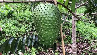 Harvesting Guanábana giant soursop Annona muricata [upl. by Ryan]