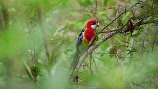 悉尼 東玫瑰鸚鵡 Eastern Rosella [upl. by Lynda]