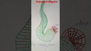 Annelida Ex earthwormnerisleechArthropoda cockroach 🪳 prawn 🦐 silkworm diagram in this video [upl. by Kruse]