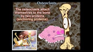 Osteoclasts  Everything You Need To Know  Dr Nabil Ebraheim [upl. by Ellehcrad]