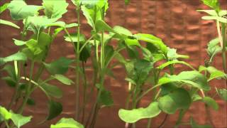 Fastgrowing Brassica plant time lapse [upl. by Cowley]