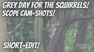 Grey Day For The Squirrels  Scopecam Short Edit Shots only [upl. by Shakespeare872]