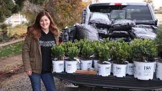 Planting a Hedge of Sprinter Boxwoods 🌱 Garden Answer [upl. by Hirasuna]