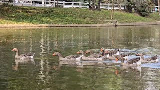 Greylag Goose [upl. by Huber479]