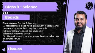 Give reasons for the following i Meristematic cells have prominent nucleus and dense cytoplasm [upl. by Siramed]