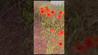 Papaver rhoeas wild flower  LOOLAVLOG [upl. by Fabozzi]