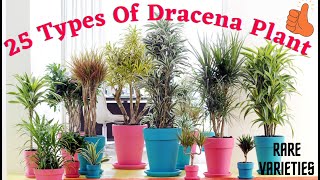 25 Different Types of Dracena Plants ।। Dracena Varieties।। Plant species [upl. by Brad]