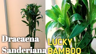 How to care of Dracaena Sanderiana Lucky Bamboo Plant [upl. by Nannie]