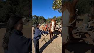 Relaxing morning horse ride in Malibu with HighHorseMalibu horse malibu california [upl. by Hannad]