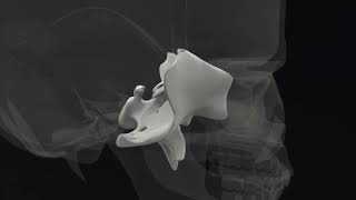 Sphenoid Hold  Lyons Institute Biodynamic Craniosacral Therapy [upl. by Regor254]