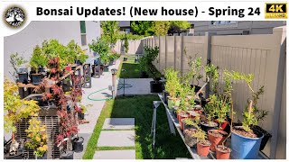 Bonsai Updates  Spring 2024 [upl. by Sanjay]