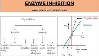 Enzyme Inhibition and Its Types  Enzyme Inhibition  Biochemistry [upl. by Nywg]