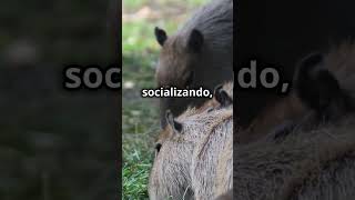 Los animales más sociables ¡Conoce al capibara curiosidades datosquenosabias capibara [upl. by Ankeny]