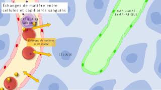 1ST2S  Echanges de matière entre cellules et capillaires sanguins [upl. by Hartzell]