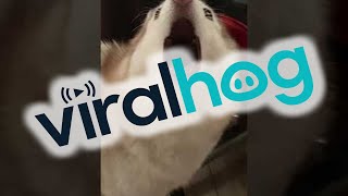 Husky Screams When She Cant Catch Fly on Ceiling  ViralHog [upl. by Tait]