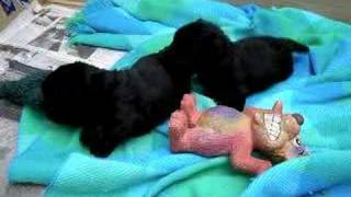 Scottish Terrier Nessie Babies  3 weeks [upl. by Lalib392]