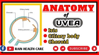 ANATOMY OF UVEA  what is uvea structure of uvea  uvea in hindi [upl. by Matthew]