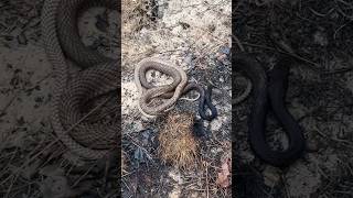 Stunning Coachwhip Snake Under Tin [upl. by Nicolas]