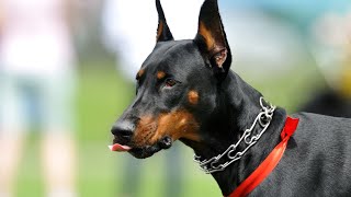 How to Travel with a Doberman Pinscher Tips for PetFriendly Hotels [upl. by Yrrej]