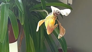 Осеннее цветение венериных башмачков Paphiopedilum fairrieanum и Paphiopedilum gratrixianum [upl. by Africah]