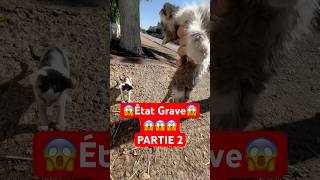 Sauvetage d’un chaton malade Partie 2 animal animals [upl. by Ayel23]