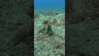 Short Documentary  The Biodiversity of Species Close to the Coast of Tenerife biodiversity ocean [upl. by Kinemod]