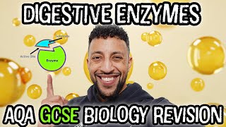 Science Raps GCSE Biology  Enzymes [upl. by Guildroy601]