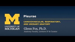 Pleurae amp Muscles of Respiration [upl. by Salamanca367]