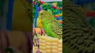 कितना शोर हो रहा 😂😁🤣shorts youtubeshorts trending shortsfeed Animalbirdloversviralvideo [upl. by Lehman]