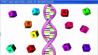 CBSE Class 12 Biology  Principles of Inheritance and Variation Part 1  Full Chapter [upl. by Nesahc]