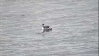 Little Grebe amp Blacknecked Grebe movie [upl. by Anaele903]