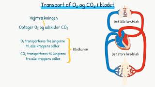 Respirationssystemet Transport af ilt og kuldioxid i blodet [upl. by Nugent]