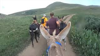 My 2019 Western Pack Burro Race at Leadville Colorado [upl. by Rasia539]