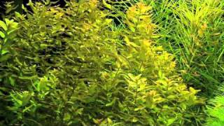 Rotala macrandra quotGreenquot [upl. by Almeida]