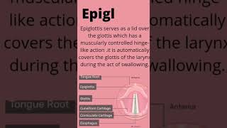 Glottis and epiglottis  Differentiation between glottis and epiglottis [upl. by Danika]