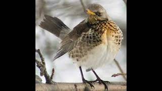 Fieldfare Bird Call [upl. by Bolten147]